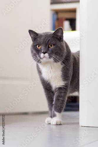 The gray cat, taken indoors