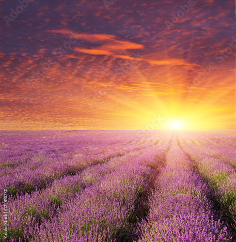 Lavender beautiful meadow. © GIS