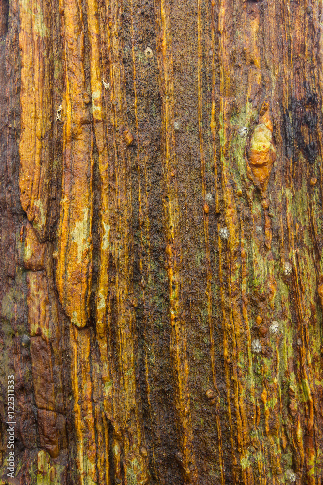 Fototapeta premium striped stone with growths