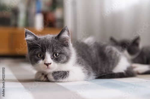 Fototapeta Naklejka Na Ścianę i Meble -  British Shorthair, kitten, shot indoors