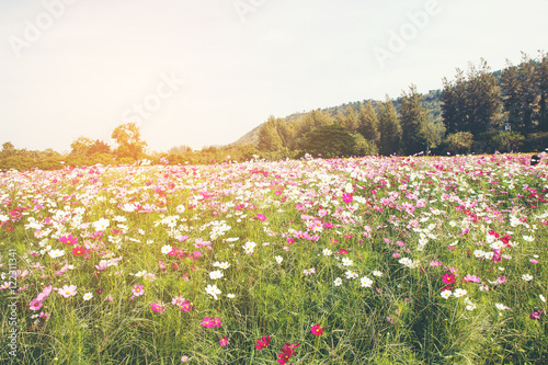 Wallpaper Mural Cosmos flower garden Torontodigital.ca