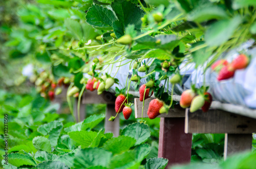 Fotografie Strawberries with selective focus in a strawberry farm in Cameron Highlands Mala