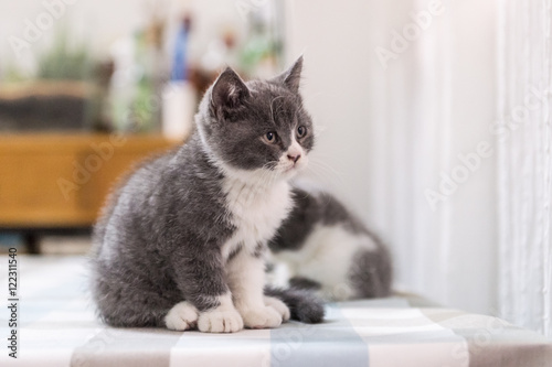 British Shorthair, kitten, shot indoors