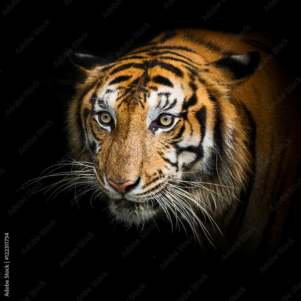 Fototapeta premium Tygrysy