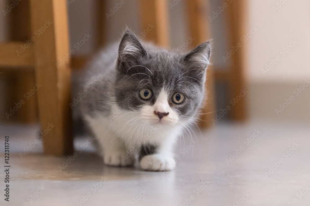 British Shorthair, kitten, shot indoors