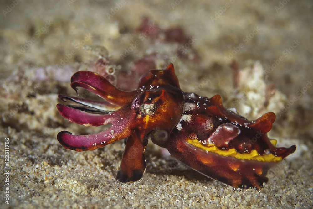 Pfeffer`s Flamboyant Cuttlefish, Pfeffers Prachtsepia (Metasepia pfefferi)
