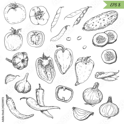 Set of isolated vegetables in a sketch style. Pepper, tomato, cucumber, peppers, onions, garlic, peas and beans