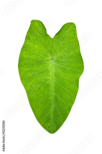 Caladium leaf isolated on white background.Caladium bicolor vent.