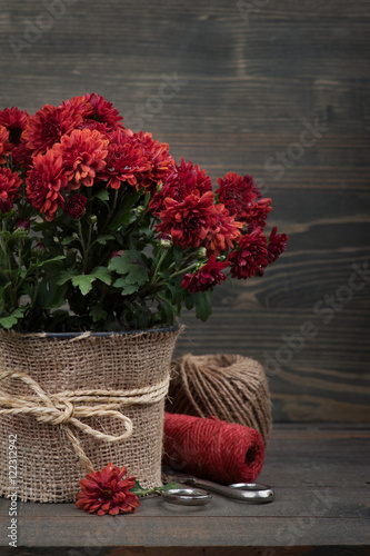 Pot of red Chrysanthemum flowers