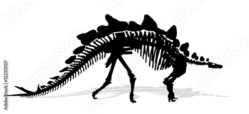 Skeleton of dinosaur.