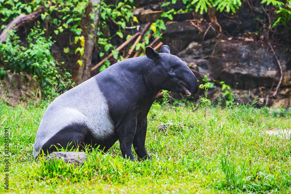 Fototapeta premium Malayan tapir