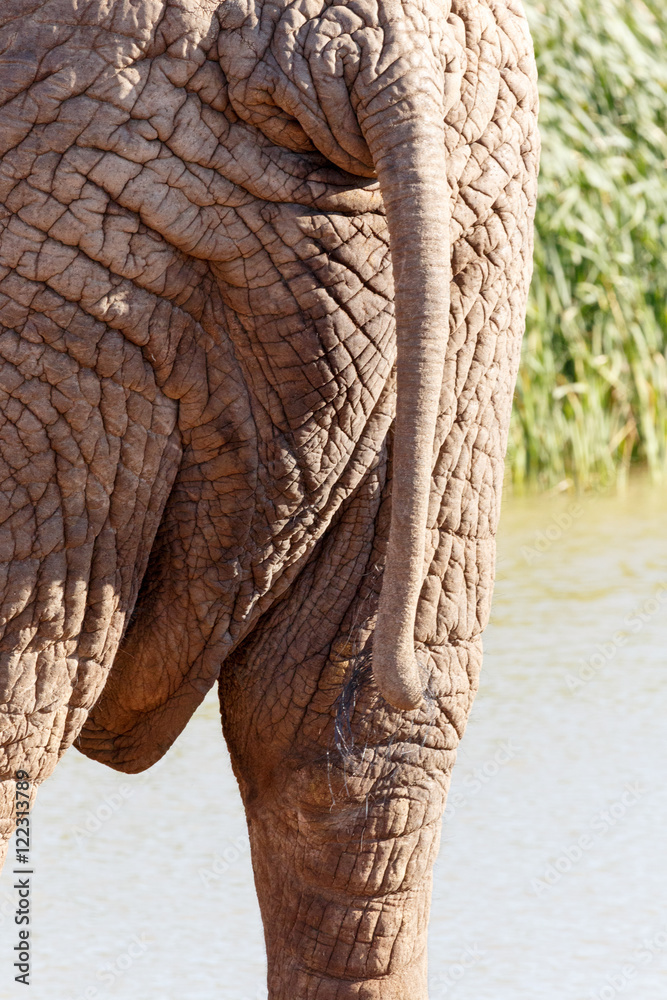 Fototapeta premium Tail - African Bush Elephant