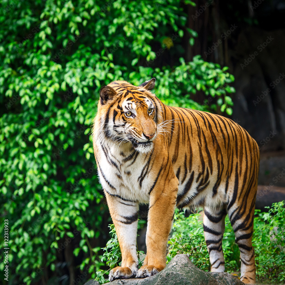 Fototapeta premium Tigers