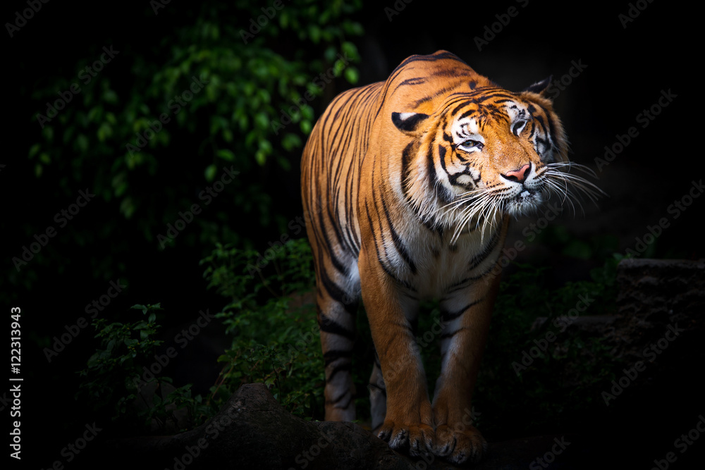 Fototapeta premium Tigers