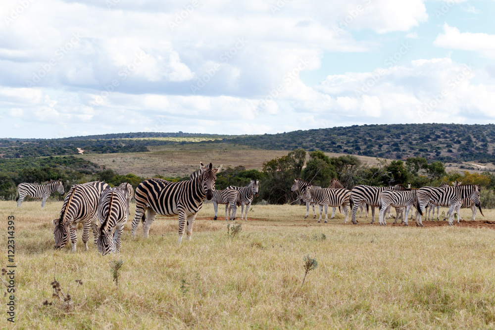 Fototapeta premium Field of Burchell's Zebras