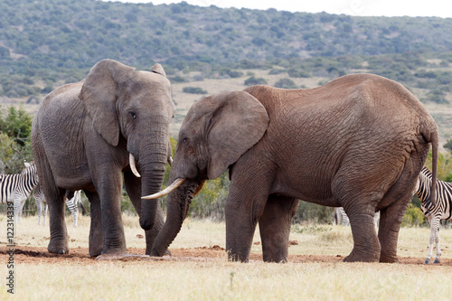 Trunks - African Bush Elephant