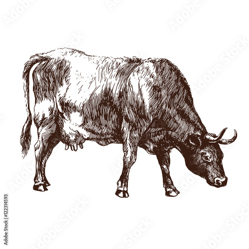 Cow illustration. Vector art