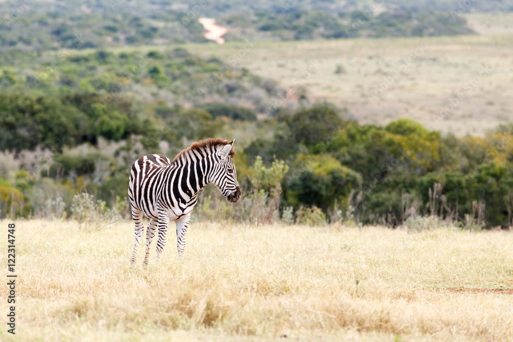 Naklejka premium Lonely - Burchell's Zebra