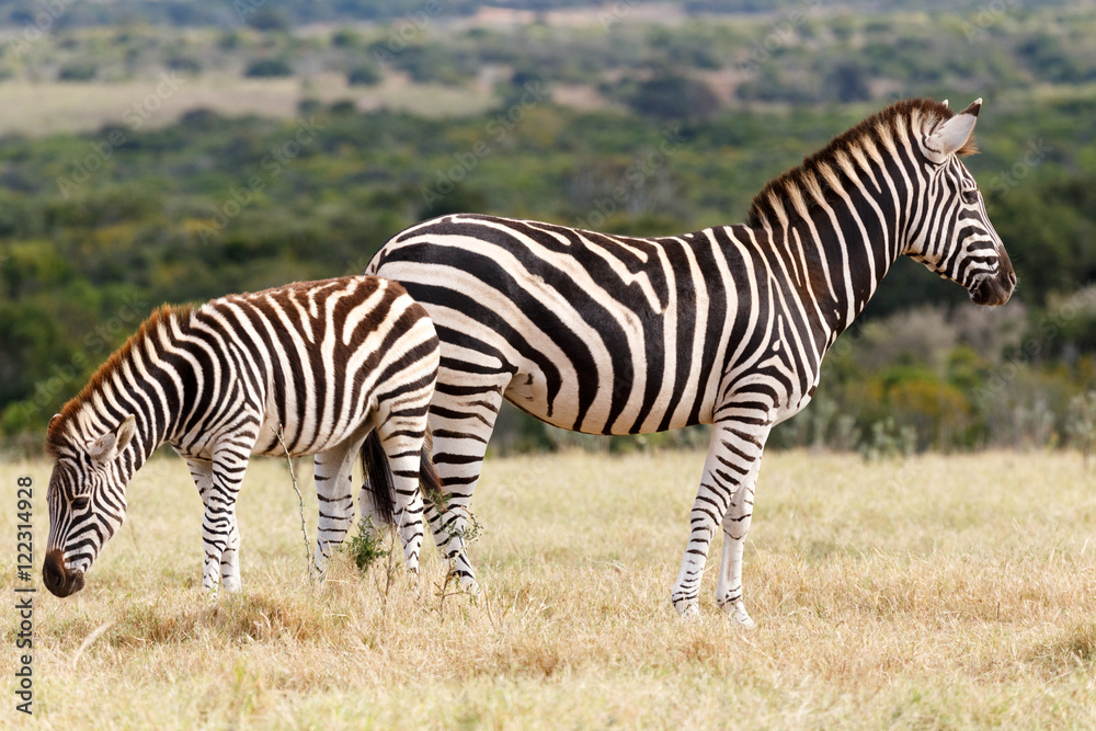 which side - Burchell's Zebra which side - Burchell's Zebra