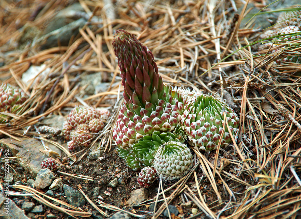Plant Orostachys spinosus, Plant Orostachys spinosus,