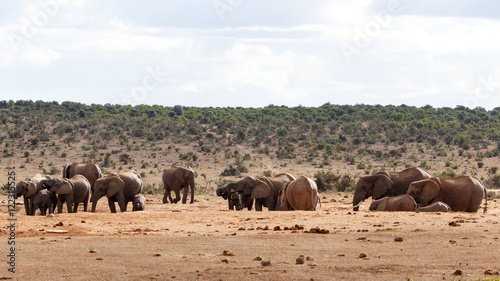 Need a family - African Bush Elephant