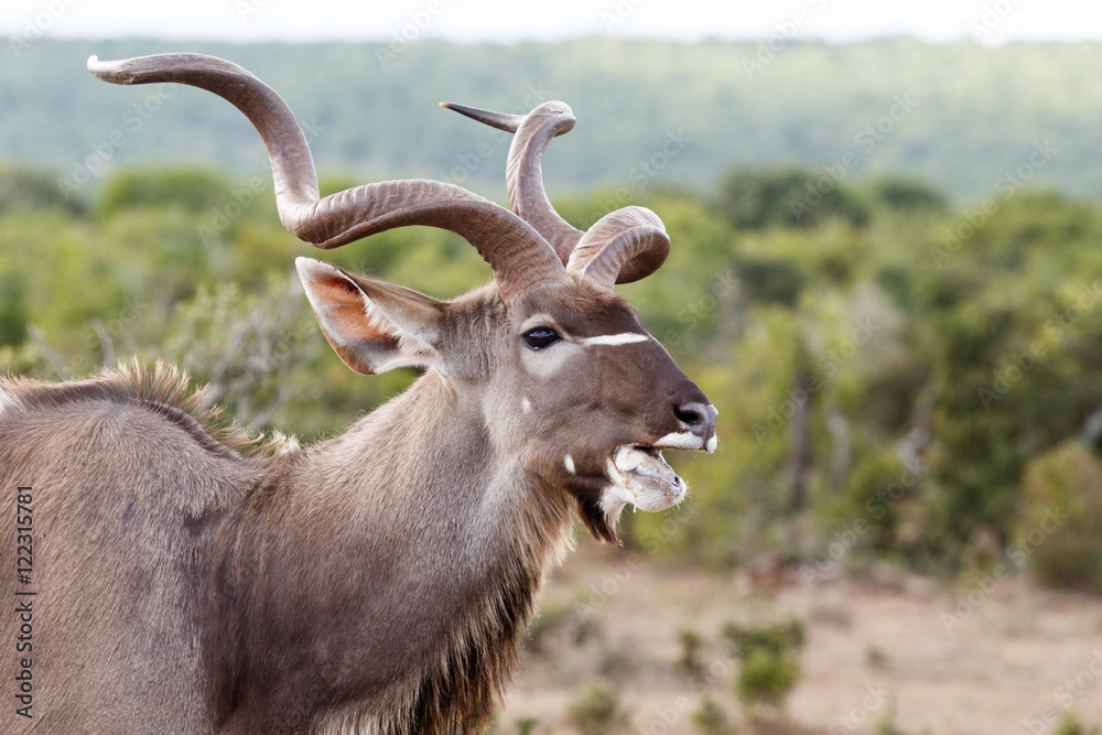 Fototapeta premium Food - Greater Kudu - Tragelaphus strepsiceros