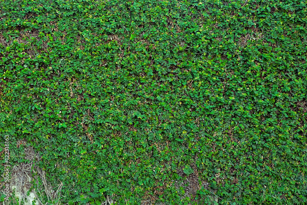 Ficus pumila green leaves wall background texture Ficus pumila green leaves wall background texture