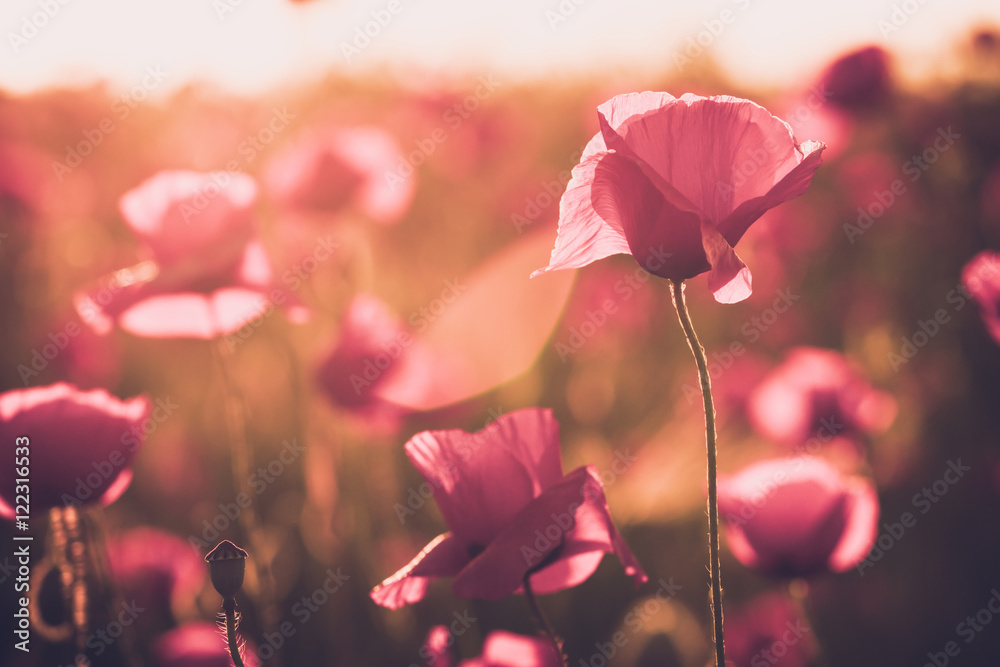 Fototapeta premium landscape with nice sunset over poppy field