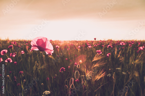 Fototapeta Naklejka Na Ścianę i Meble -  landscape with nice sunset over poppy field