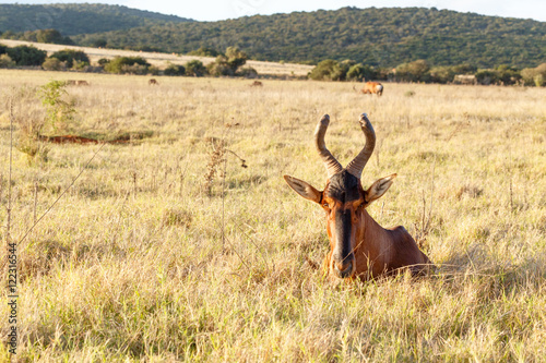 Can u see me - Red Harte-beest - Alcelaphus buselaphus caama photo