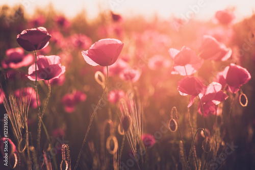 Fototapeta Naklejka Na Ścianę i Meble -  landscape with nice sunset over poppy field