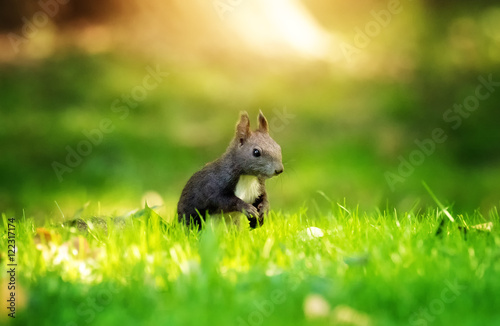 European ground squirrel  Spermophilus citellus  in grass in park in autumn