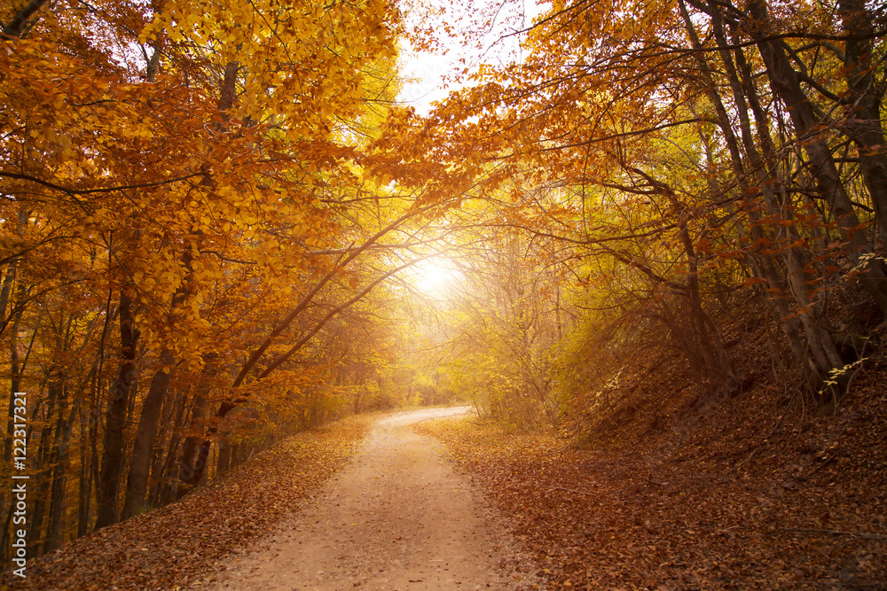 Asphalt road in forest. Europe. Beauty world. Retro style filter. Instagram toning effect.