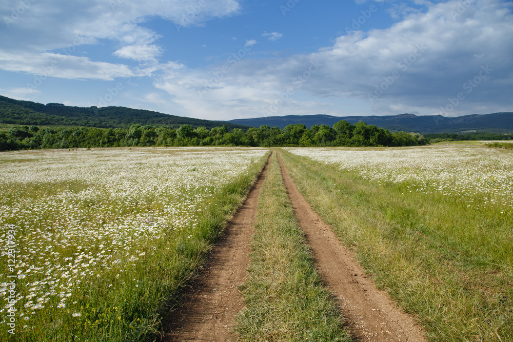 Naklejka premium a large field of daisies with country road. spring or summer. The concept of purity and freshness, health and joy