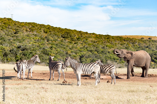 The zebra group - Burchell's Zebra