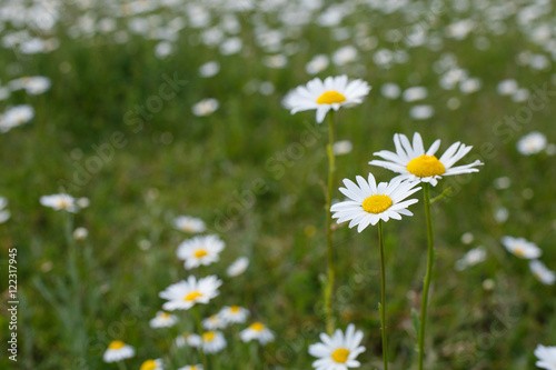 a large field of daisies