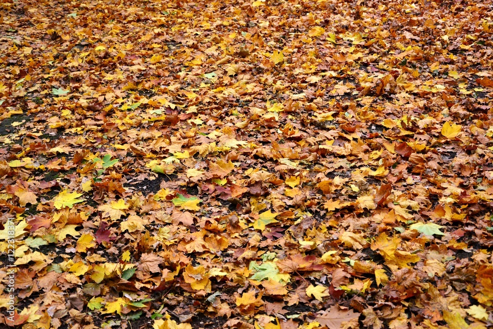 Colorful Autumn Leaves Colorful Autumn Leaves