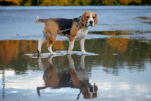 Собака породы бигль на прогулке, стоящая в большой луже осенью 