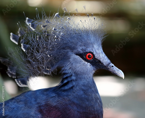 Head Shot of Victoria Crown Pigeon