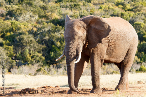 Need a nap - African Bush Elephant