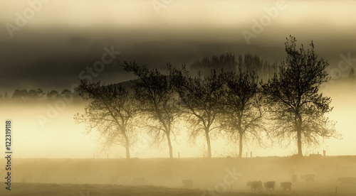 Trees set in a surreal and foggy landscape with dairy cows 