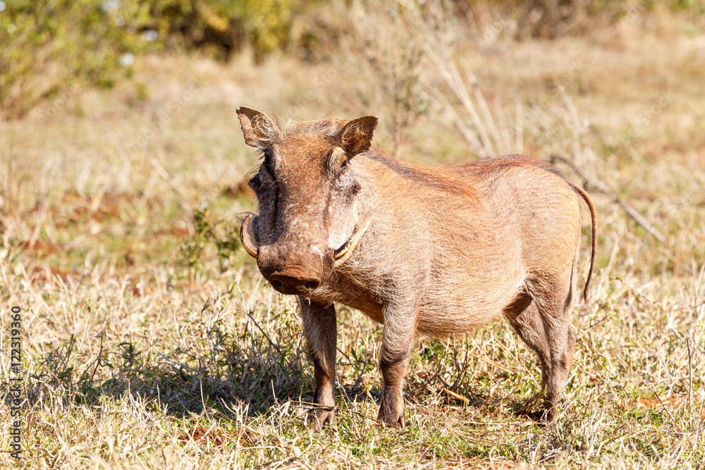 Phacochoerus africanus The common warthog Phacochoerus africanus The common warthog