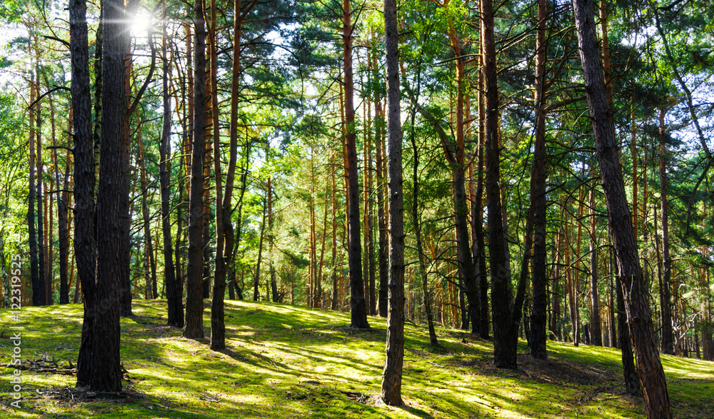 Obraz premium sunny hill in pine forest