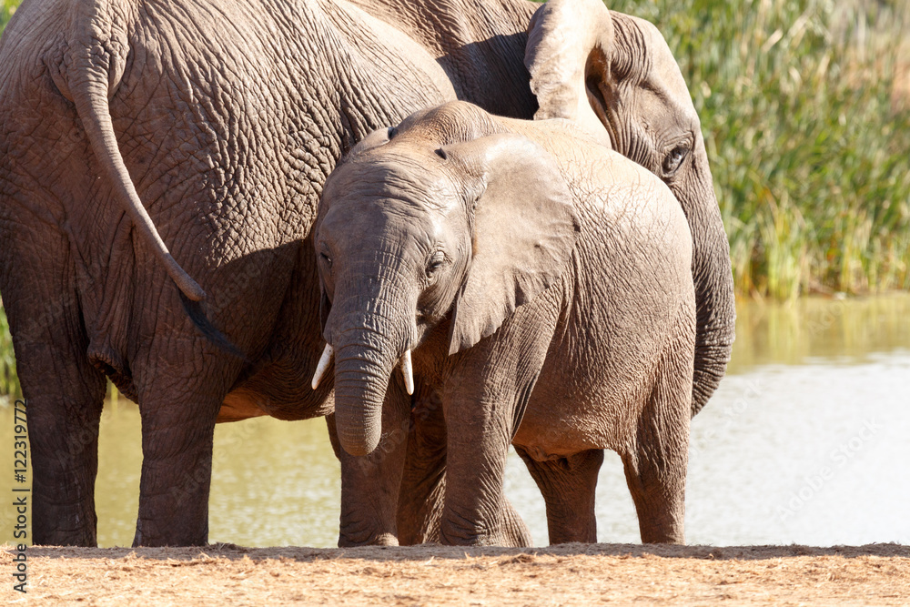 Fototapeta premium Słoń afrykański