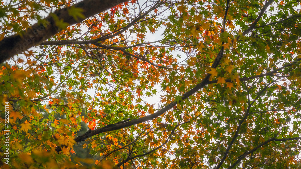 Japanese maple in autumn season,Dazaifu Japan Japanese maple in autumn season,Dazaifu Japan