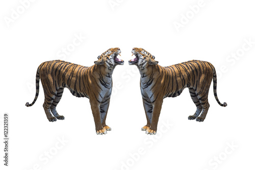tiger isolated on white background © chamnan phanthong