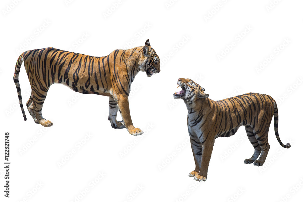 Fototapeta premium tiger isolated on white background