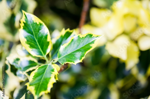 Ilex aquifolium (Golden queen holly) - tree and details