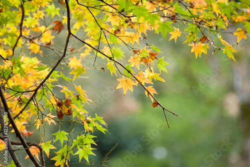 Autumn leaves with green and yellow maple leaf in japan