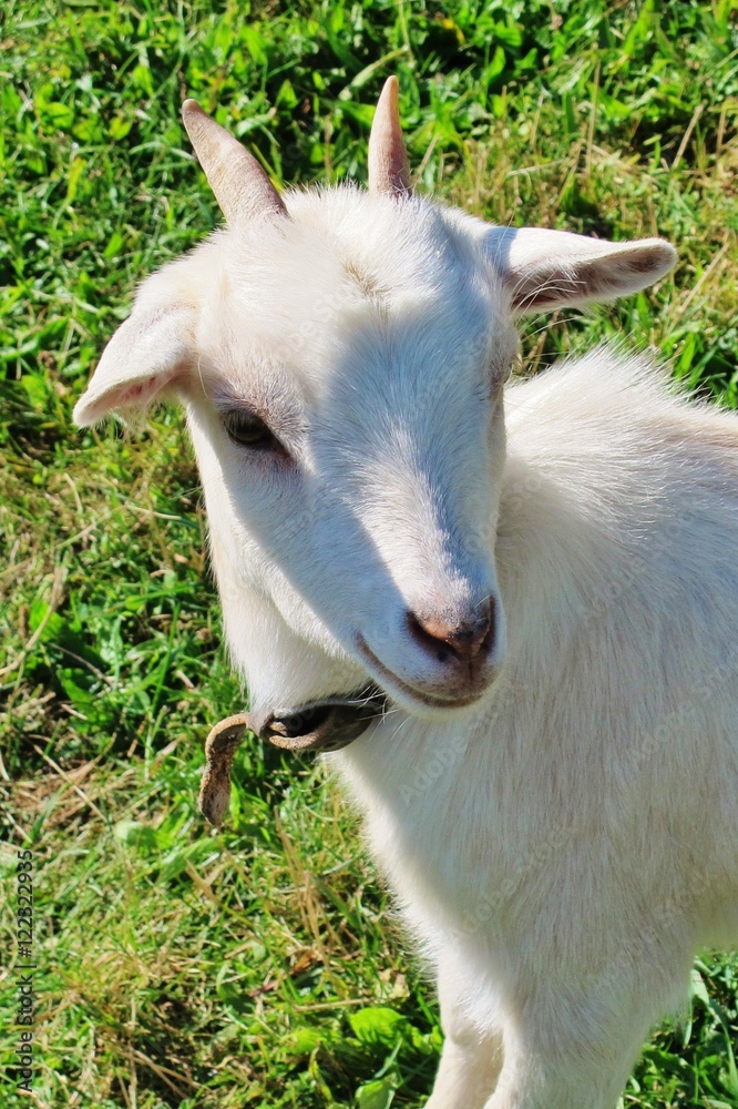 Obraz premium Junge Ziege
